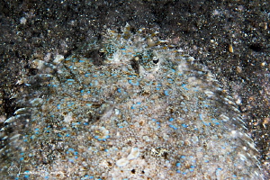 Peacock Flounder/Photographed with a Canon 60 mm macro le... by Laurie Slawson 